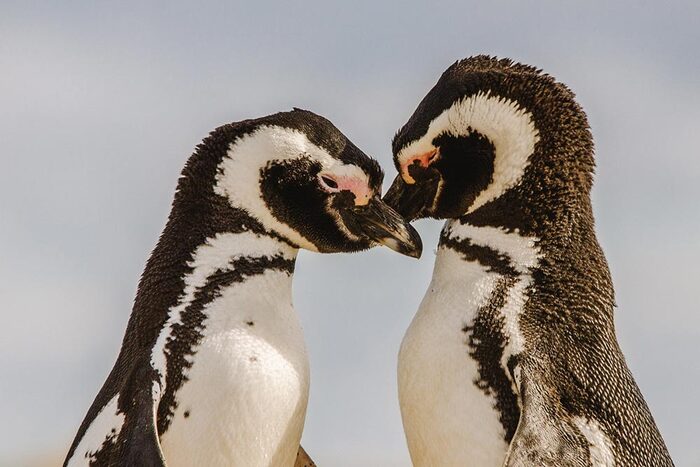Couple de manchots de Magellan sur l'île Magdalena lors d'une excursion dans le détroit de Magellan.