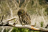 Owl perched on a dry branch within Torres del Paine National Park, observed during the Miradores del Paine excursion.