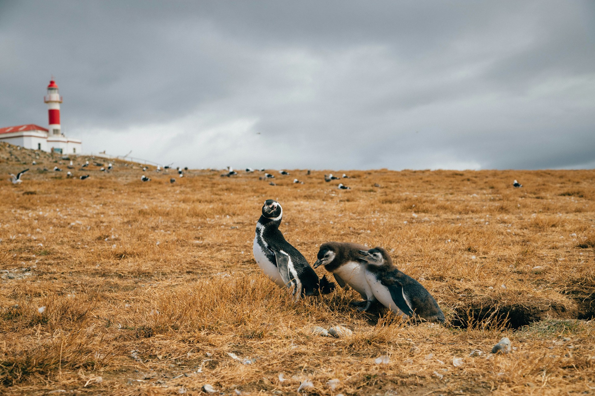 Magellanic penguins with their chicks on Magdalena Island, next to the lighthouse in the Magallanes Region, Chile