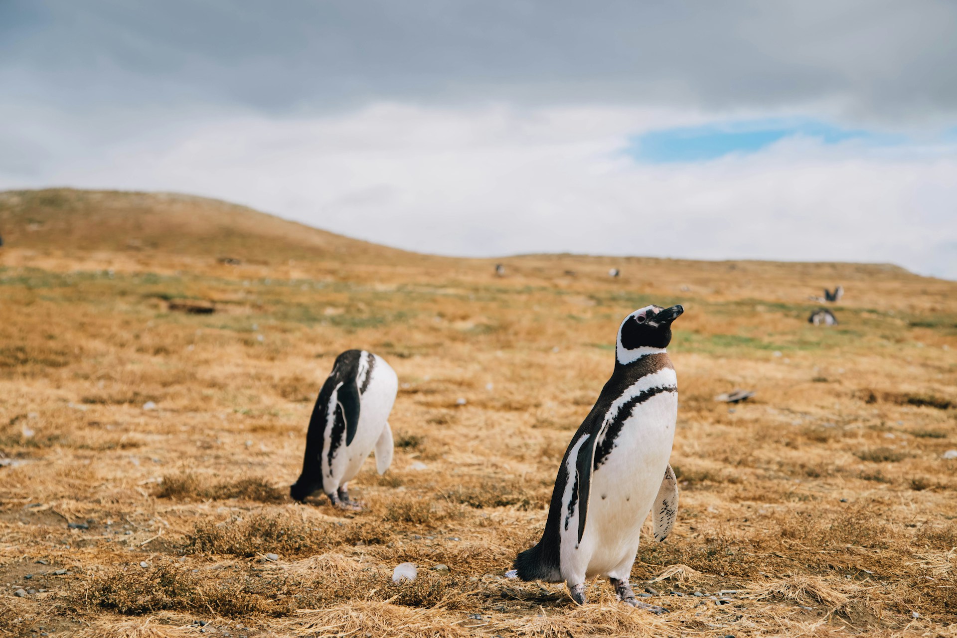 Magellanic penguins walking on the dry land of Magdalena Island, in Chilean Patagonia