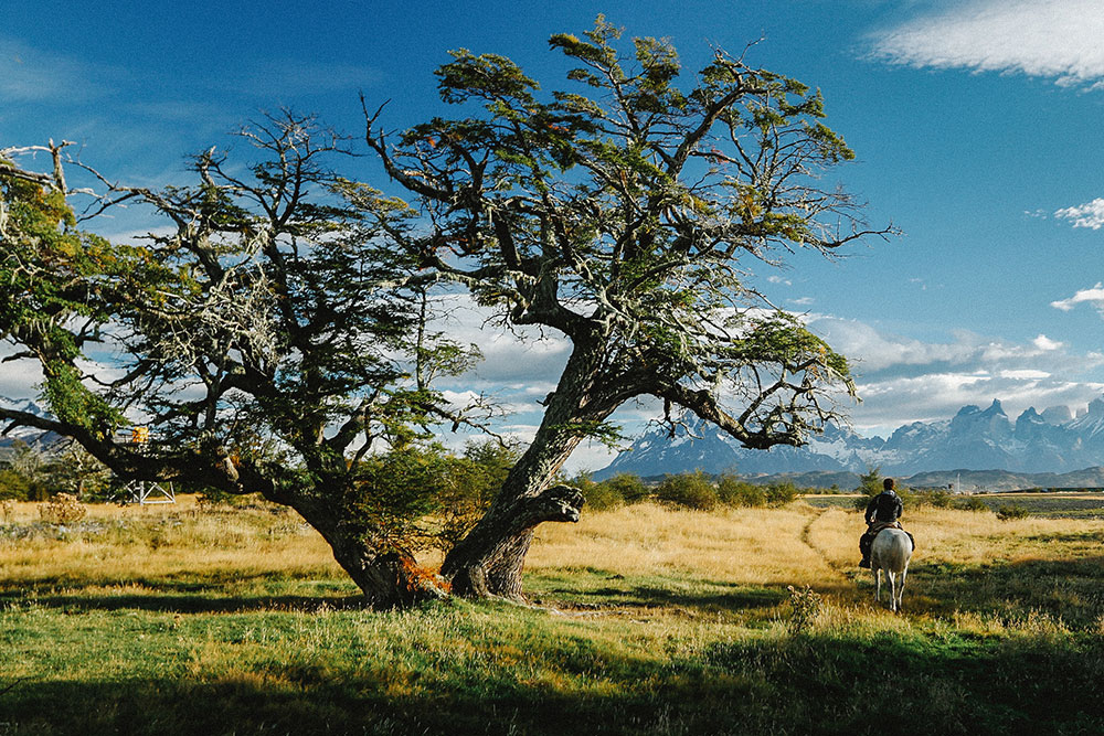 Rider riding among trees in Chilean Patagonia with mountains in the background on a clear day