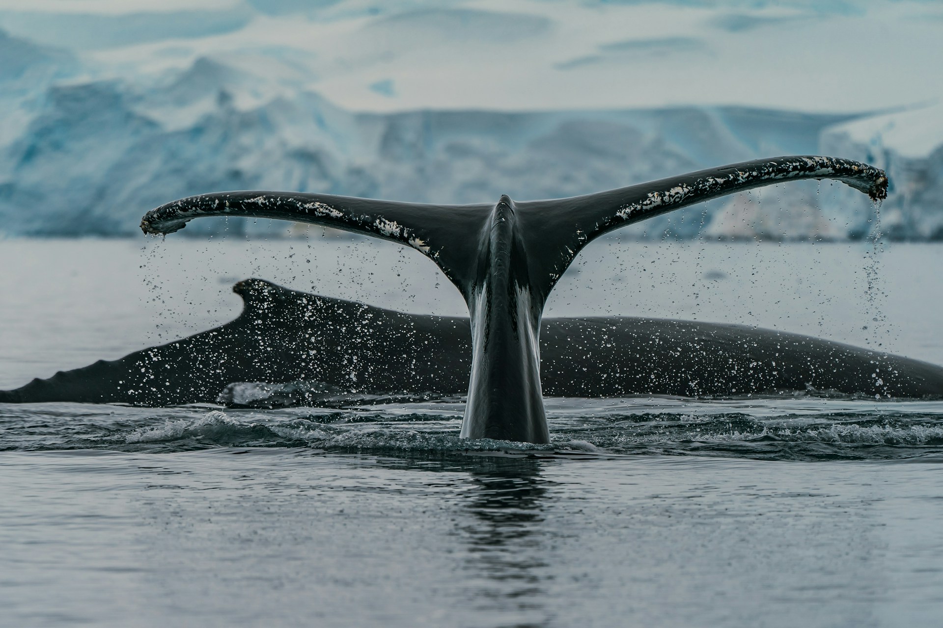 Humpback whale tail emerging from the icy sea in Antarctica, with water droplets falling and a glacier in the background.