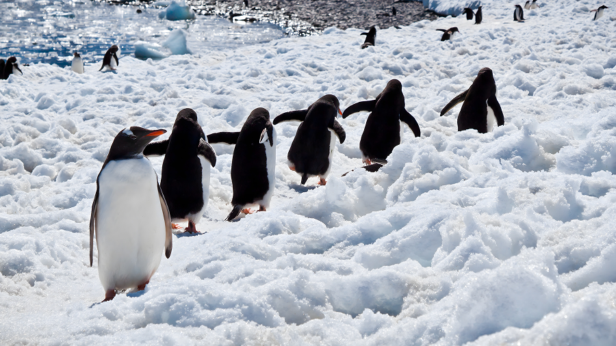 Group of Gentoo penguins walking in a line on the snow on Cuverville Island, Antarctica.