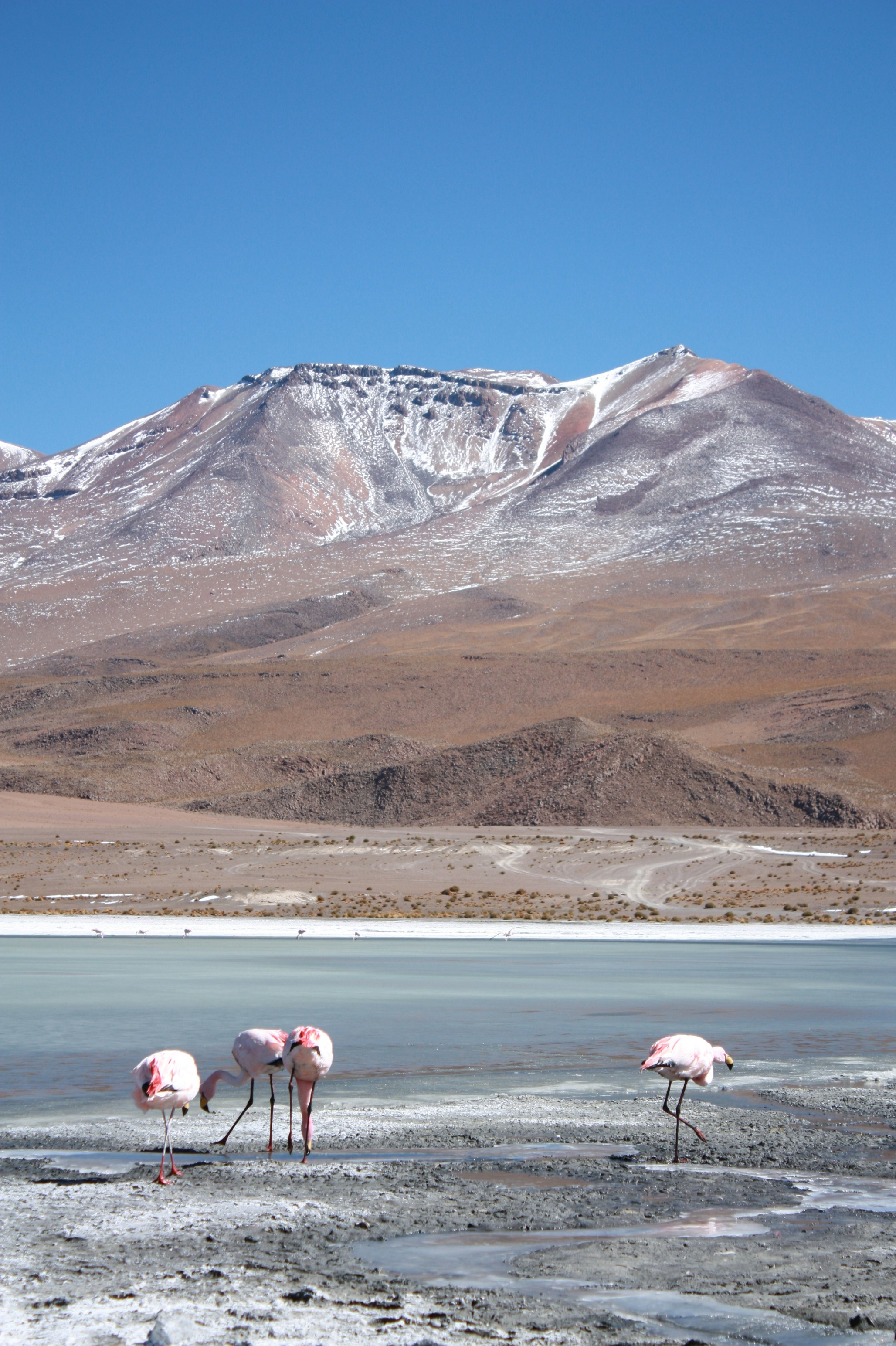 Andean flamingos feeding by a lagoon in the Atacama Desert, surrounded by arid mountains and clear skies of the Chilean altiplano.