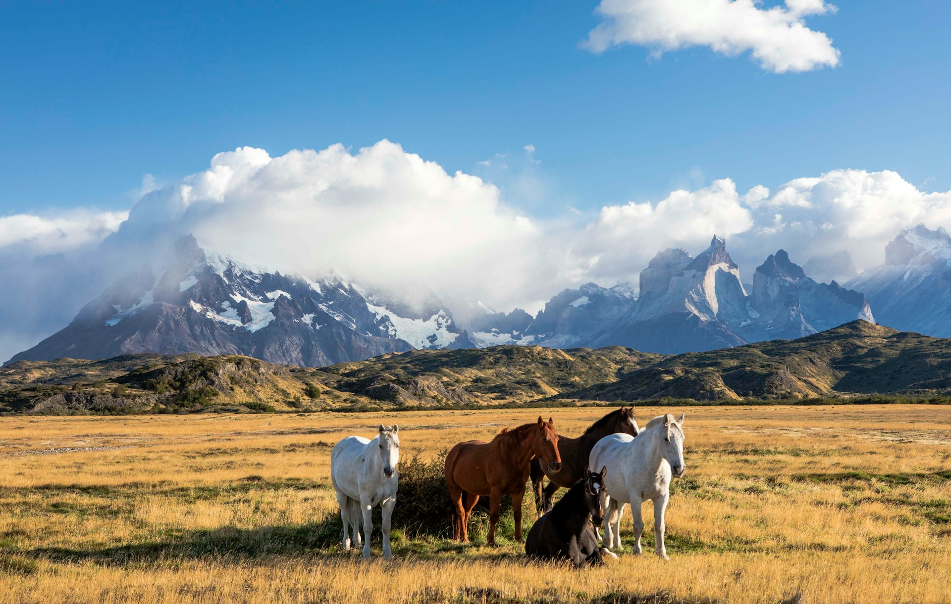 Horses in the Patagonian steppe with the Cuernos del Paine in the background in Torres del Paine, Chile.
