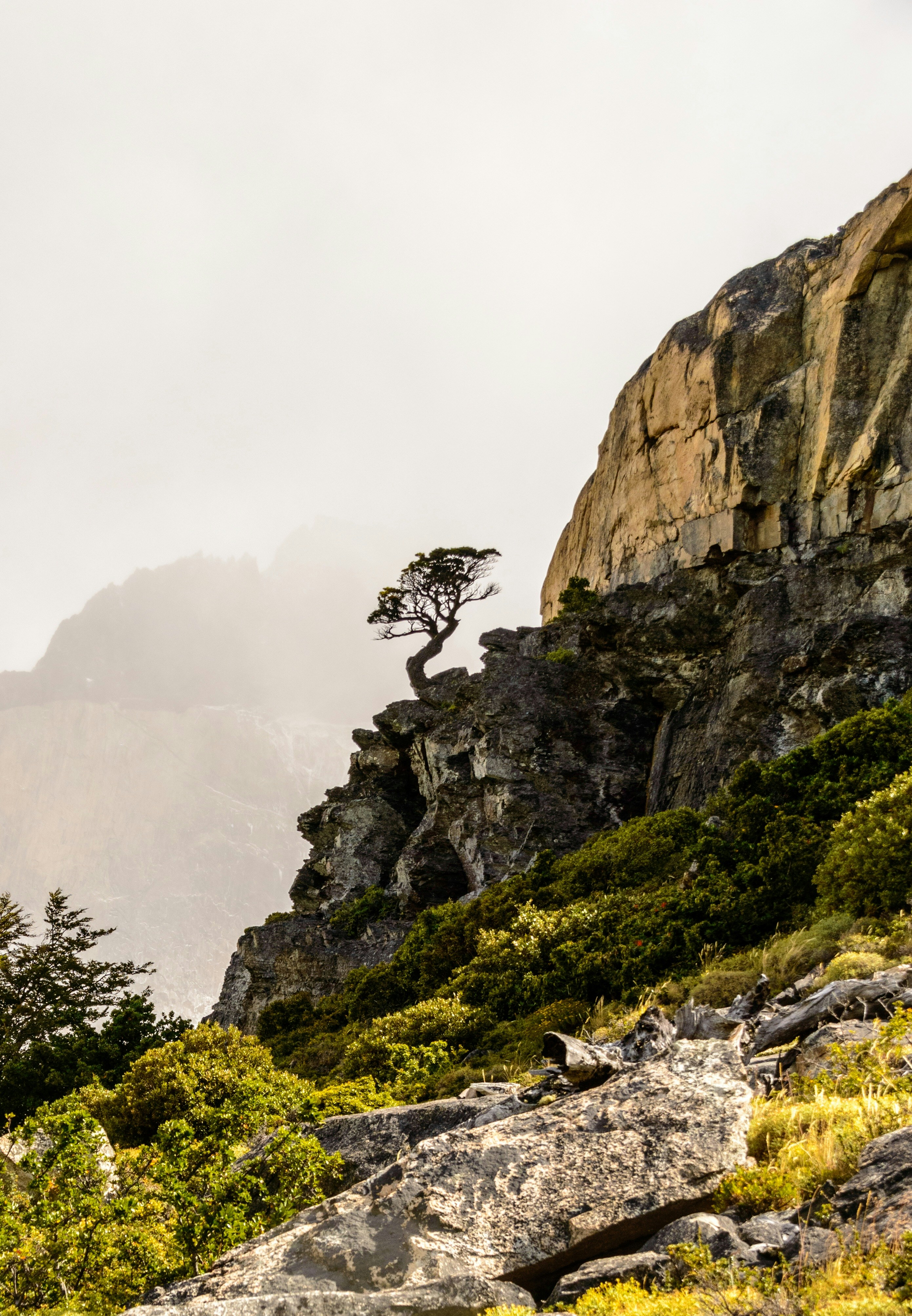 Solitary tree growing on a rocky cliff in the mist in Torres del Paine National Park, Chile.
