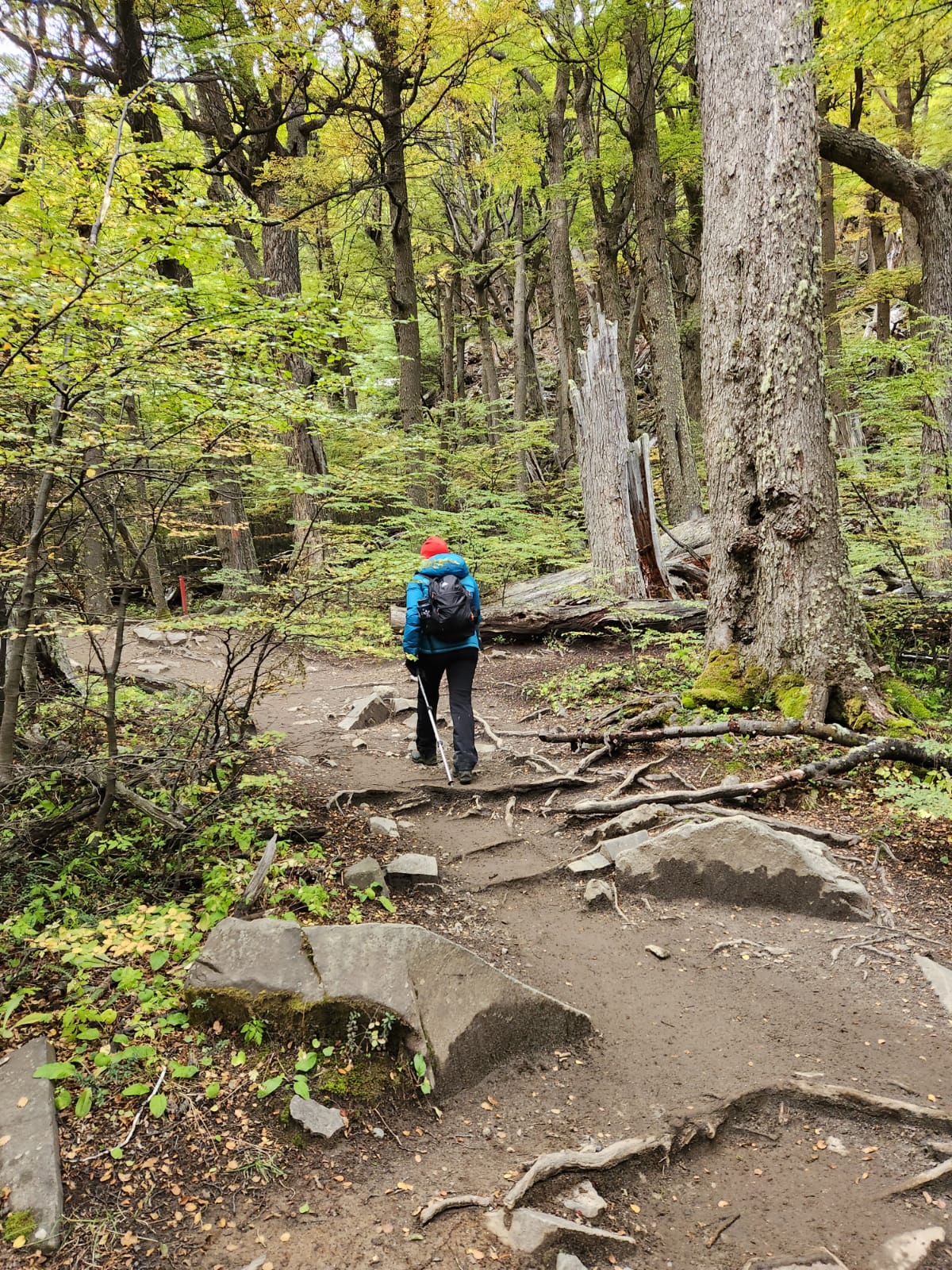 Person trekking through a Patagonian forest on the O Circuit in Torres del Paine.