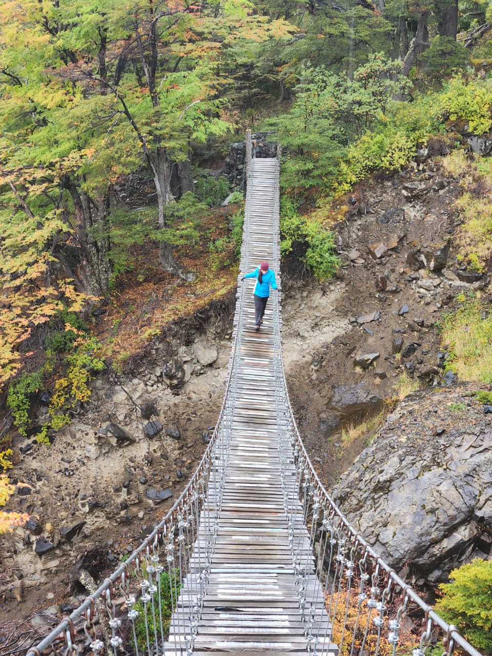 Person crossing the hanging bridge in the Los Perros sector on the O Circuit in Torres del Paine, surrounded by Patagonian forest.