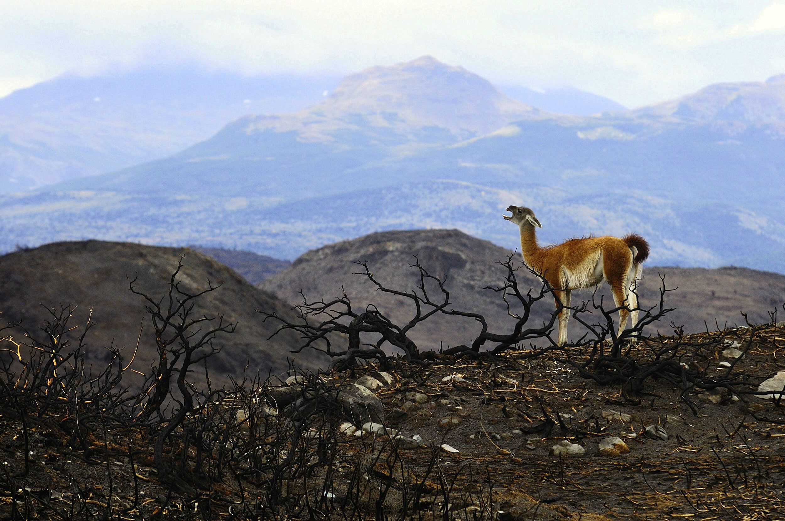 Guanaco on burned ground after wildfire in Torres del Paine, with scorched vegetation and mountains in the background.