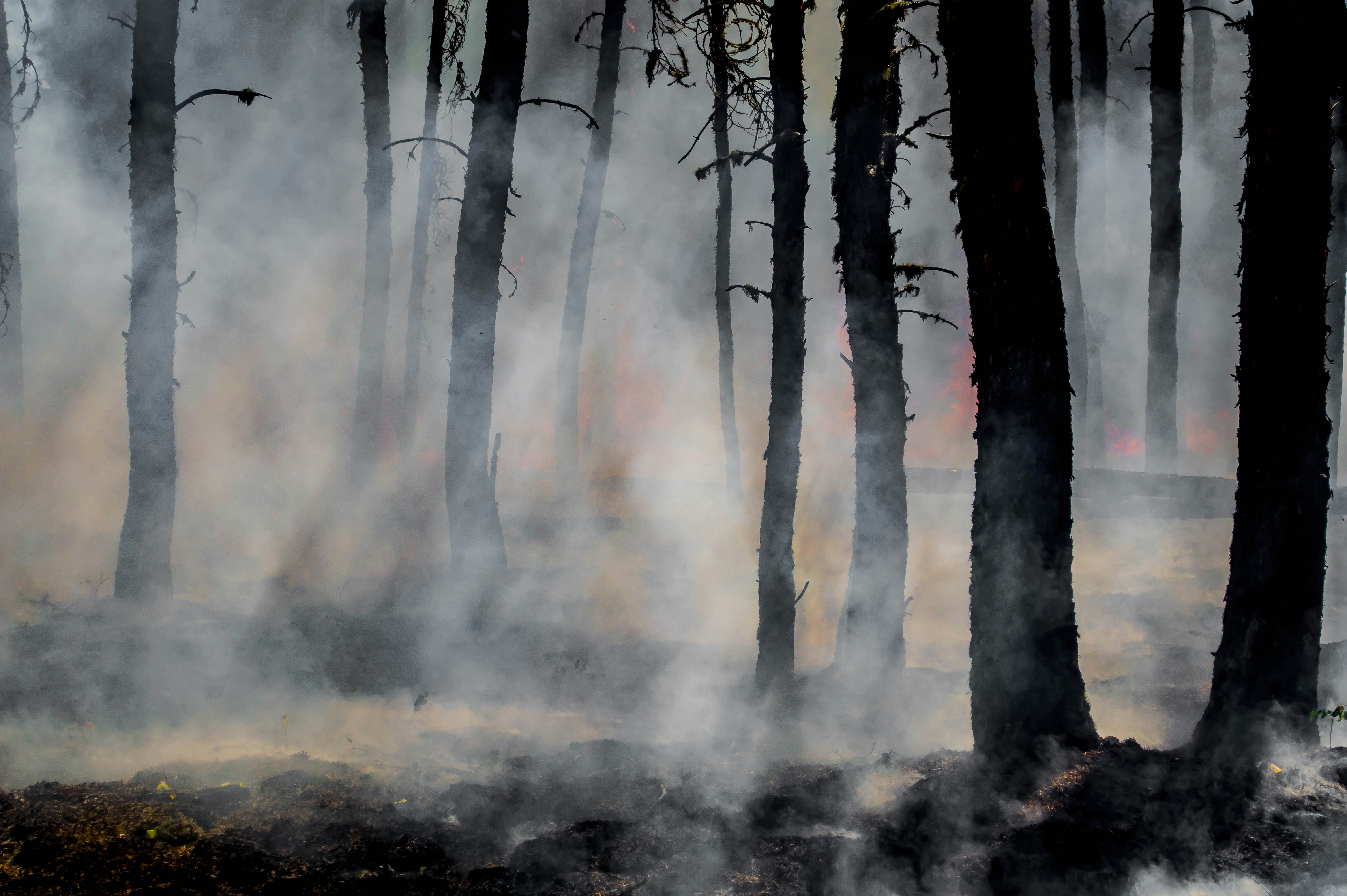 Forest affected by wildfire, with burned trees and dense smoke among the trunks.