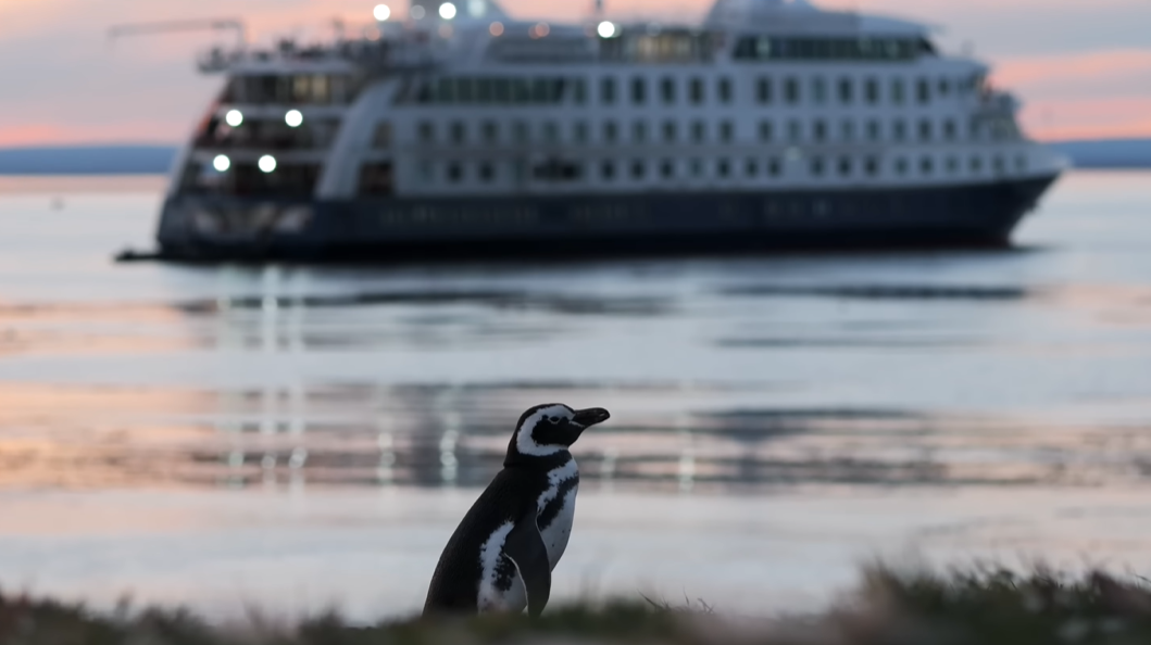 Tourist cruise navigating through Chilean Patagonia behind a penguin on Magdalena Island.