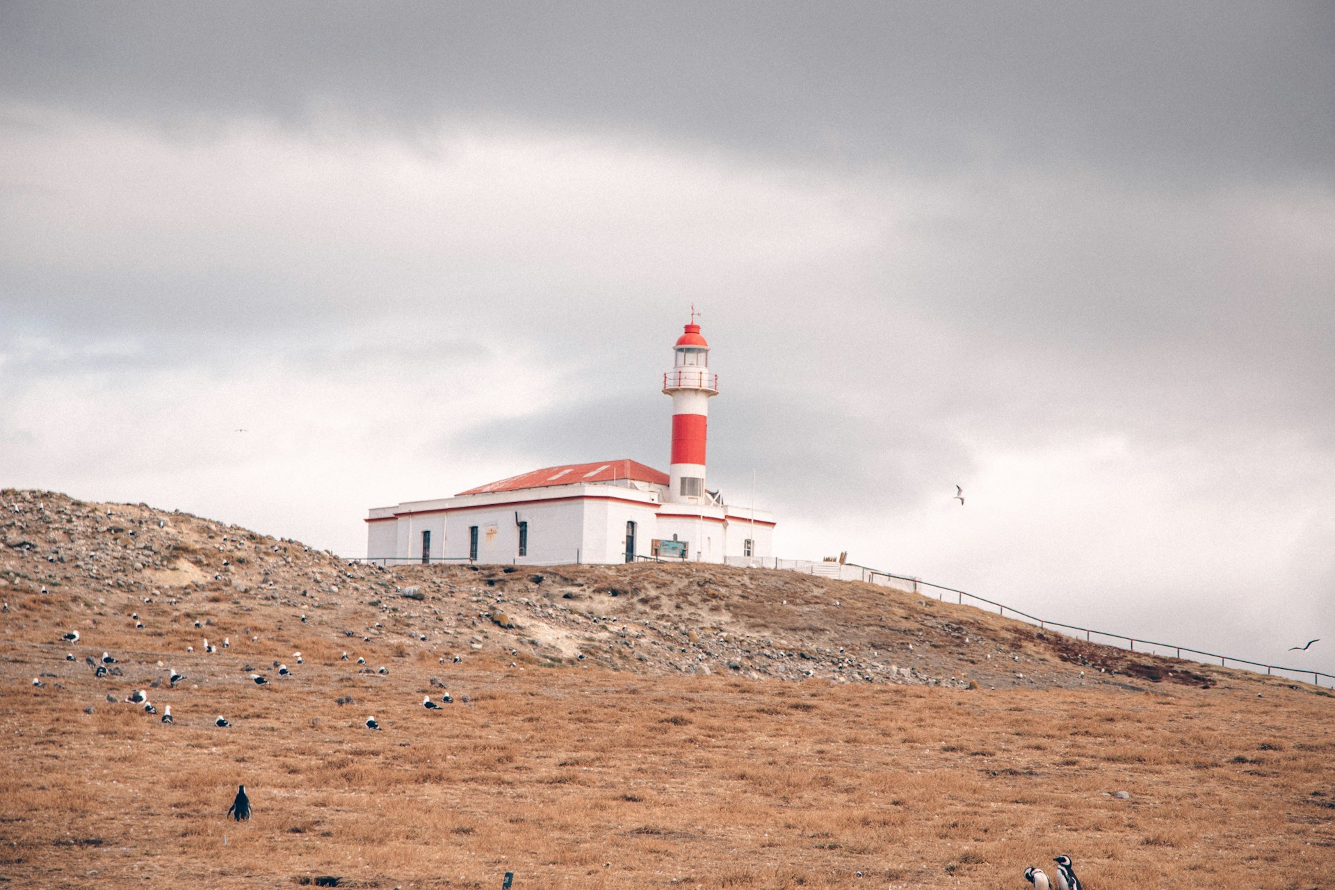 Lighthouse on Magdalena Island surrounded by Magellanic penguins in the Magallanes Region, Chile