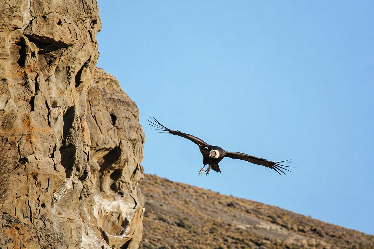 安第斯秃鹰在智利巴塔哥尼亚的岩壁前飞翔，天空晴朗。